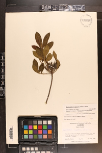 Rhododendron canescens image