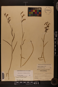 Lobelia batsonii image