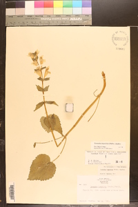 Synandra hispidula image