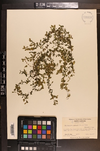 Micranthemum umbrosum image