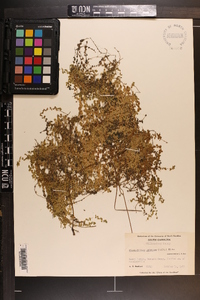 Micranthemum umbrosum image