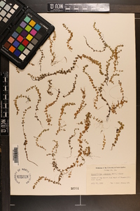 Micranthemum umbrosum image