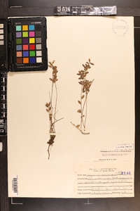 Vaccinium crassifolium image