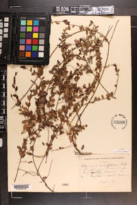 Vaccinium crassifolium image