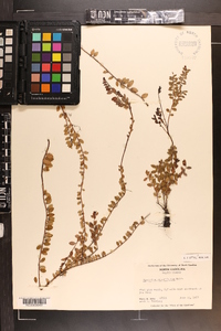 Vaccinium crassifolium image