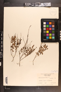 Vaccinium crassifolium image