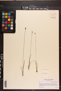 Xyris jupicai image