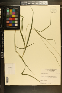 Festuca obtusa image