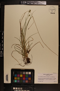 Carex muehlenbergii var. muehlenbergii image