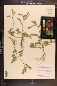 Phyllanthus caroliniensis image