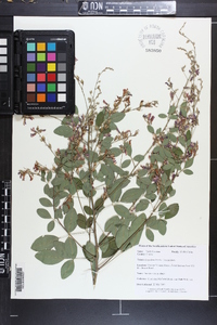 Lespedeza bicolor image