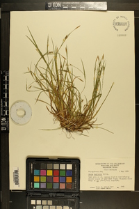 Carex digitalis var. digitalis image