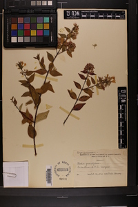 Abelia × grandiflora image