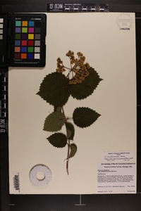 Viburnum dentatum var. deamii image