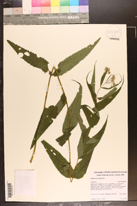 Eupatorium sessilifolium image