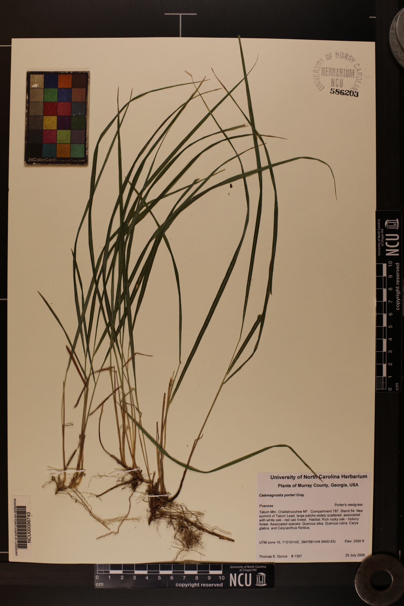 Calamagrostis porteri image