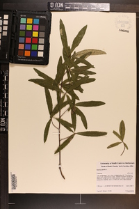 Quercus phellos image