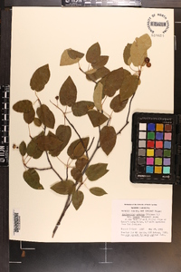 Amelanchier laevis image