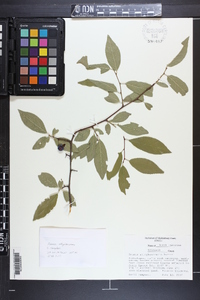 Prunus alleghaniensis image