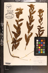 Pluchea rosea image
