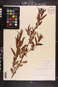 Salix caroliniana image