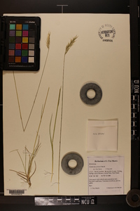 Danthonia sericea image