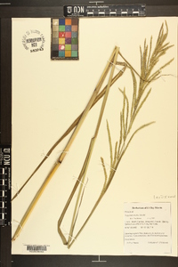 Paspalum urvillei image