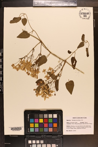 Clematis terniflora image