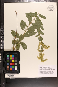 Solidago radula image