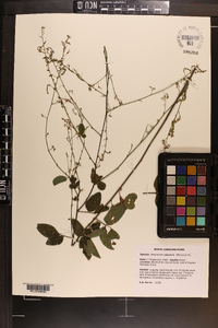 Desmodium glabellum image