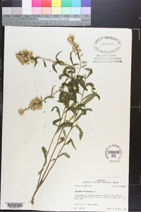 Solidago petiolaris image