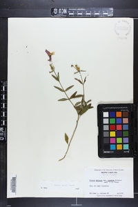 Rhexia nashii image