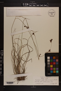 Rhynchospora perplexa var. virginiana image