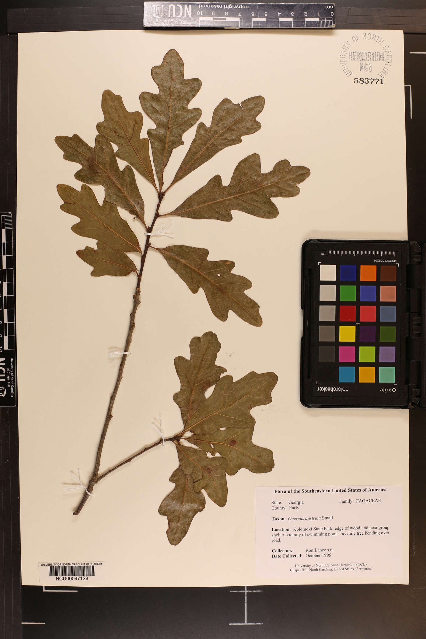 Quercus austrina image