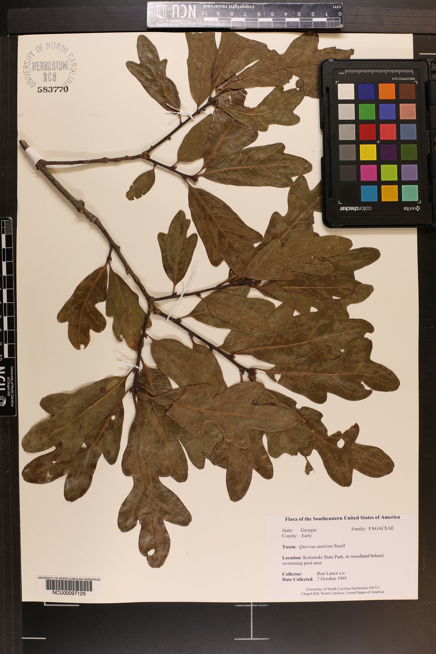 Quercus austrina image