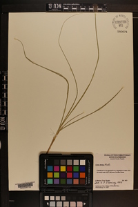 Carex divisa image