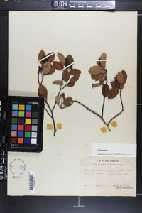 Amelanchier canadensis image