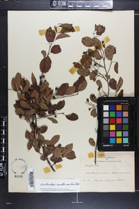 Amelanchier canadensis image