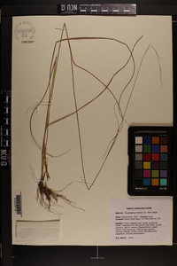 Sorghastrum elliottii image