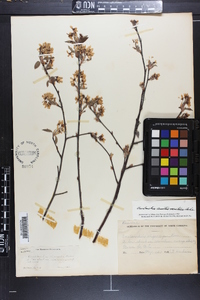 Amelanchier canadensis image