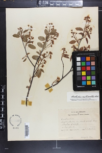 Amelanchier canadensis image