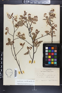 Amelanchier canadensis image