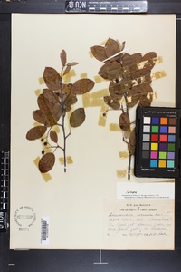 Amelanchier canadensis image