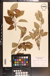 Amelanchier laevis image