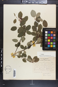 Amelanchier canadensis image