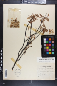 Amelanchier canadensis image