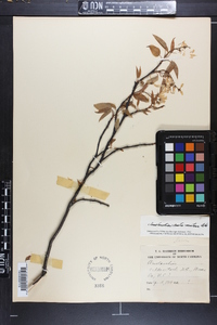 Amelanchier canadensis image