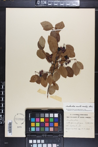 Amelanchier canadensis image