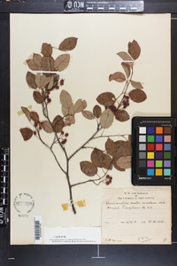 Amelanchier canadensis image