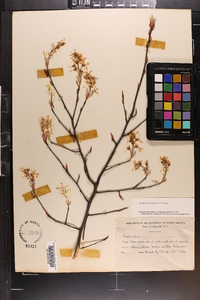 Amelanchier canadensis image